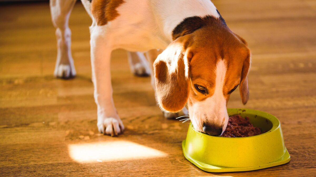 What is the food for a dog with sensitive stomach?
